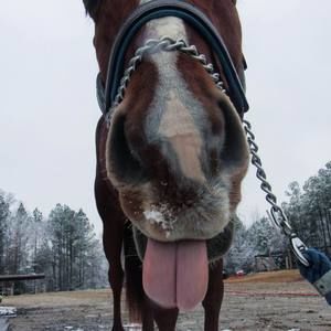 Meet your Posher, Lauryn